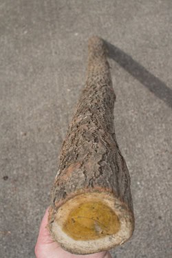 Je récupère vos arbres coupés (gratuitement)