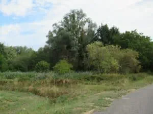 Taillis tout venant à couper, en bord de route