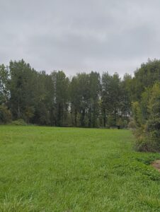 Peupliers 30 ans à vendre