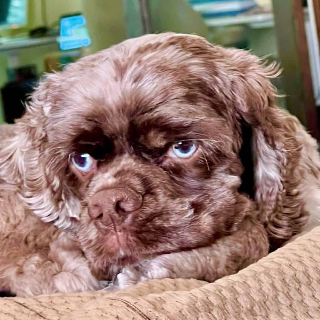 Cute brown dog with blue eyes resting on a cozy blanket.