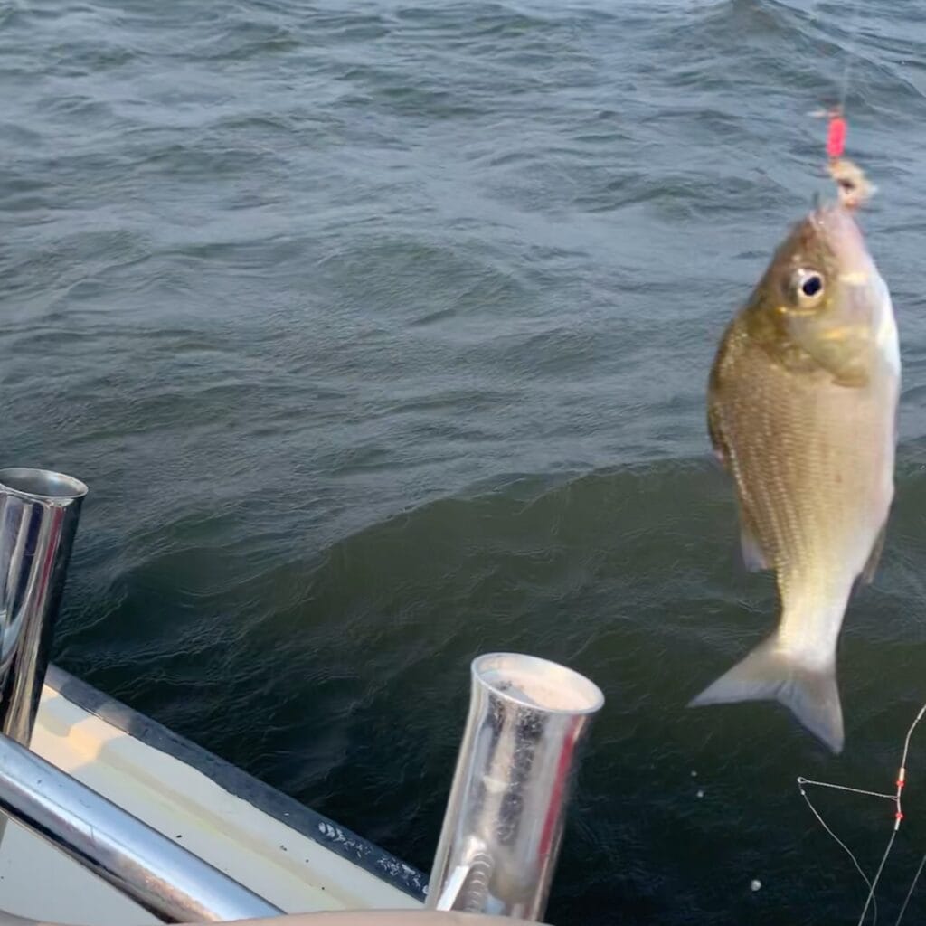 Caught fish hanging from fishing line on boat in water.