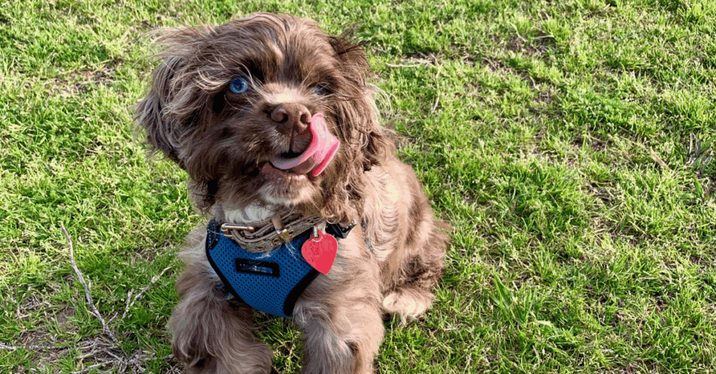 Adorable Cocker Spaniel puppy with blue collar on grassy field.
