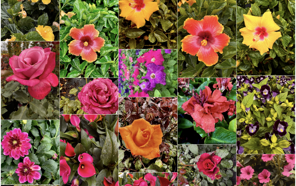 Bright colorful flowers including roses, petunias, and begonias in a garden setting.