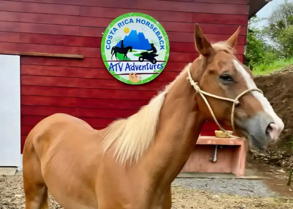 Rio Celeste Tours - Volcano Tenorio Horseback Riding Tour Adventure www.crhorseback.com