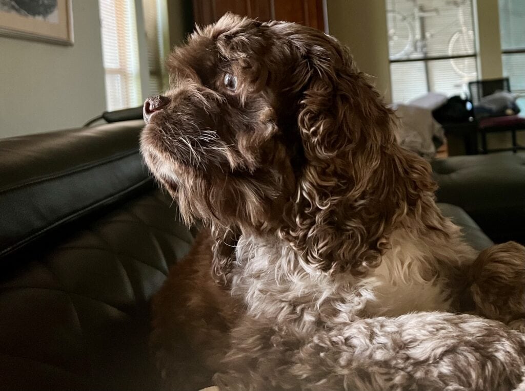 Adorable brown-and-white American Cocker Spaniel with blue eyes and a lot of personality.