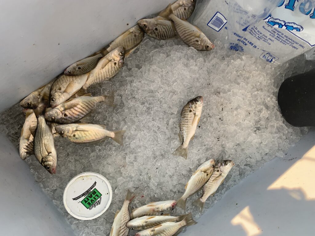 Fish caught during our Chesapeake Bay fishing charter resting on ice in the boat cooler.