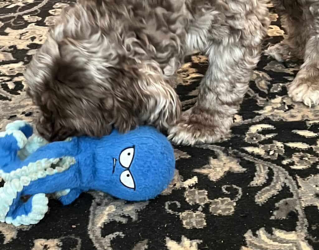 Curly-coated dog playing with a blue plush toy on a patterned rug.