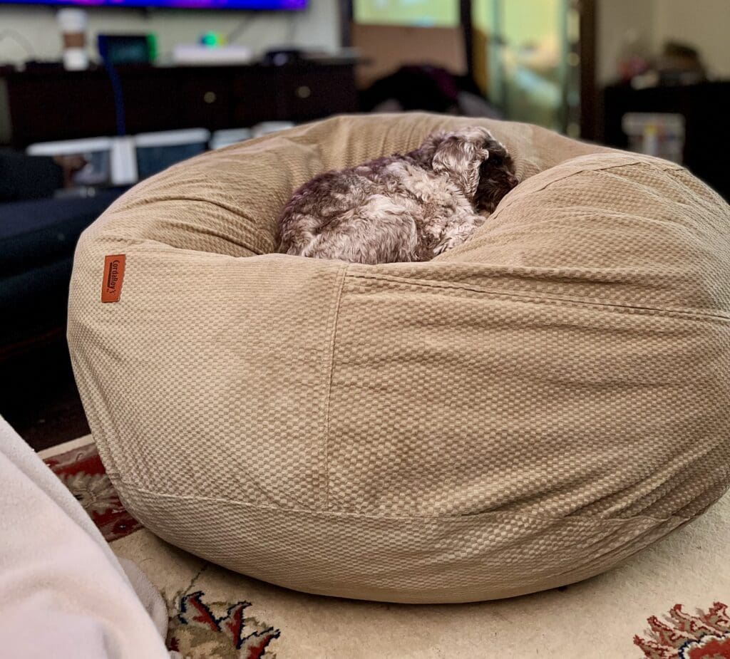 Cute dog sleeping on a large beige bean bag in a cozy living room.