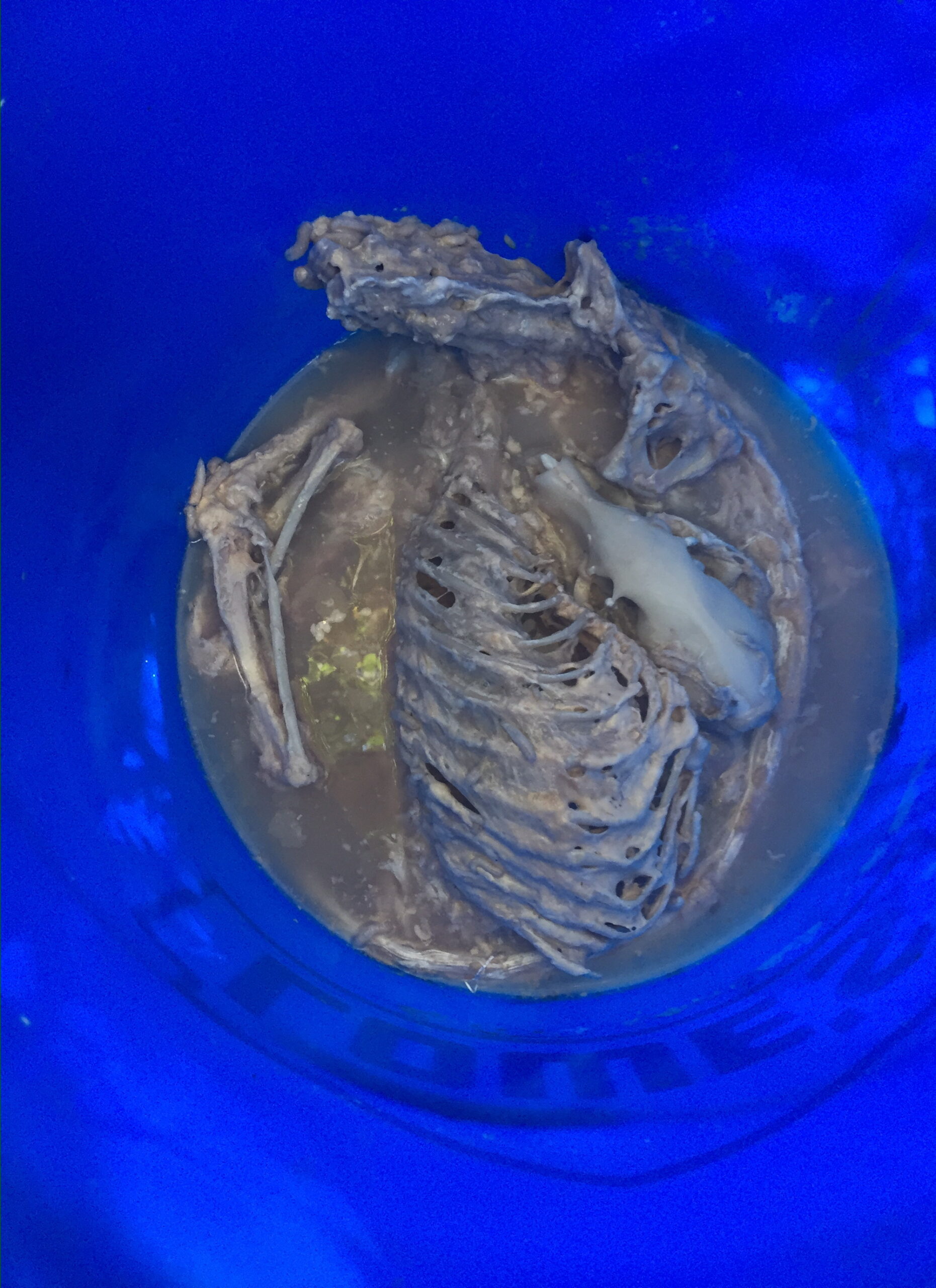 maceration