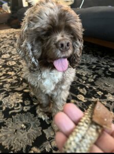 Adorable brown and white puppy with tongue out sitting on a patterned rug.