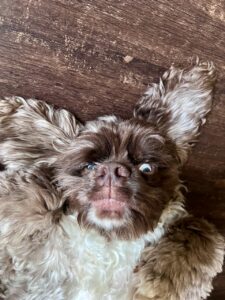Cute puppy with fluffy fur and blue eyes lying on wooden floor.