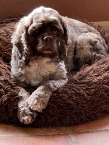 Cute Cocker Spaniel lying on a plush brown dog bed.