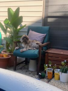 Dog relaxing on outdoor patio chair with plants and potted flowers.