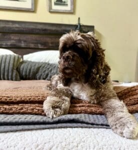 Cute brown and white puppy lying on bed with cozy blankets.
