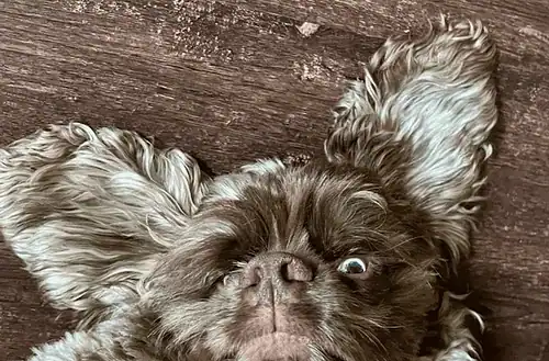 Adorable dog with big ears and expressive eyes on wooden floor.