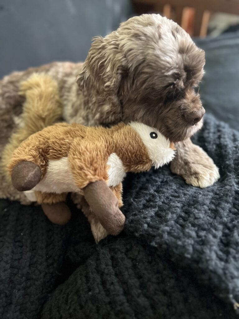 Adorable puppy cuddling with a plush toy on a cozy blanket.