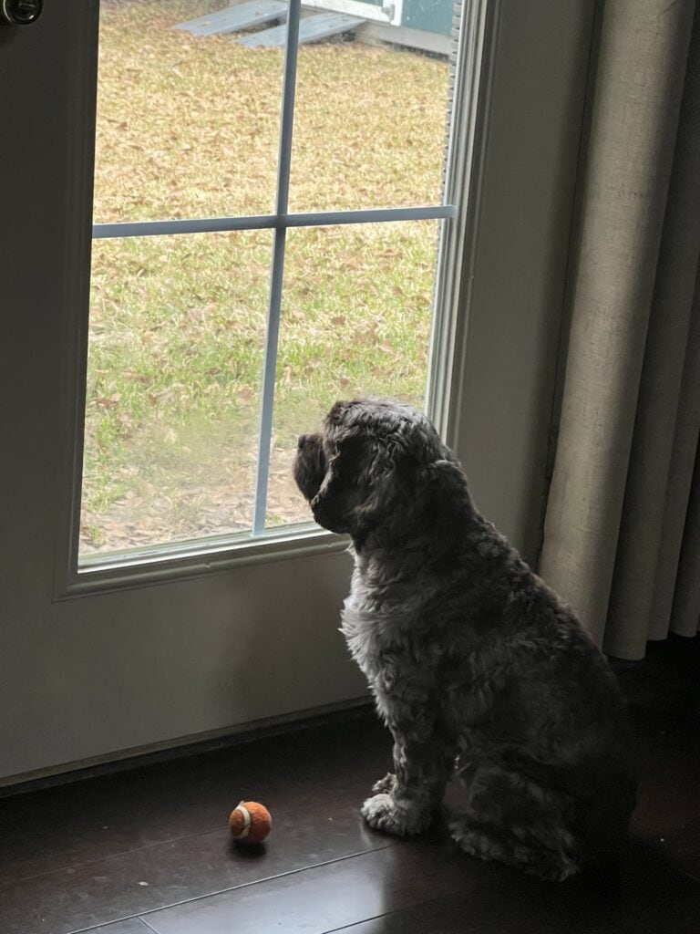 Cocker Spaniel puppy sitting by the window with a toy on the floor.