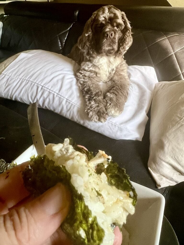 Adorable dog sitting on bed with pillows, looking at food in foreground.