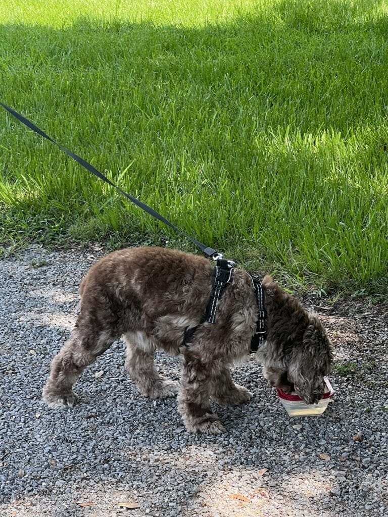 Dog with harness eating from a bowl on a gravel path.