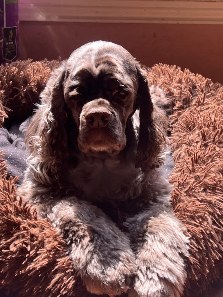 Adorable Cocker Spaniel resting on a plush, furry bed in warm lighting.