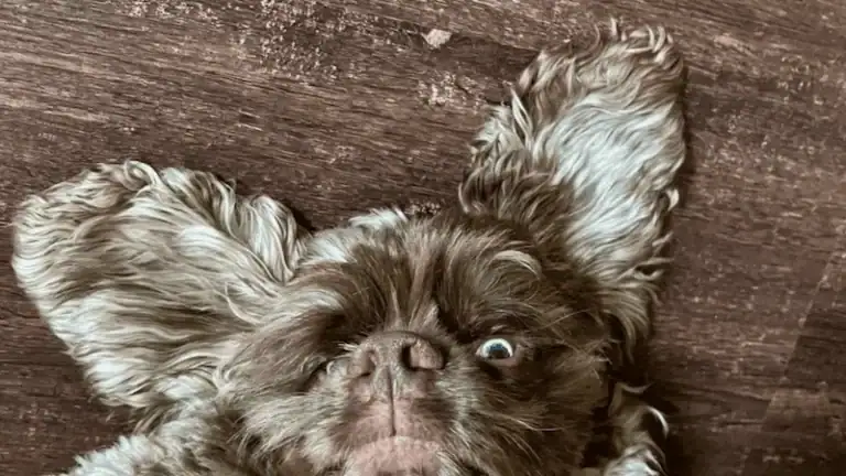 Adorable dog with big ears and expressive eyes on wooden floor.