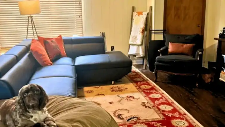 Cozy living room with sectional sofa, armchair, and decorative rug.