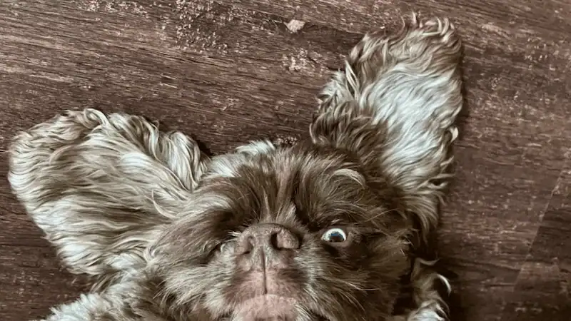 Adorable dog with big ears and expressive eyes on wooden floor.