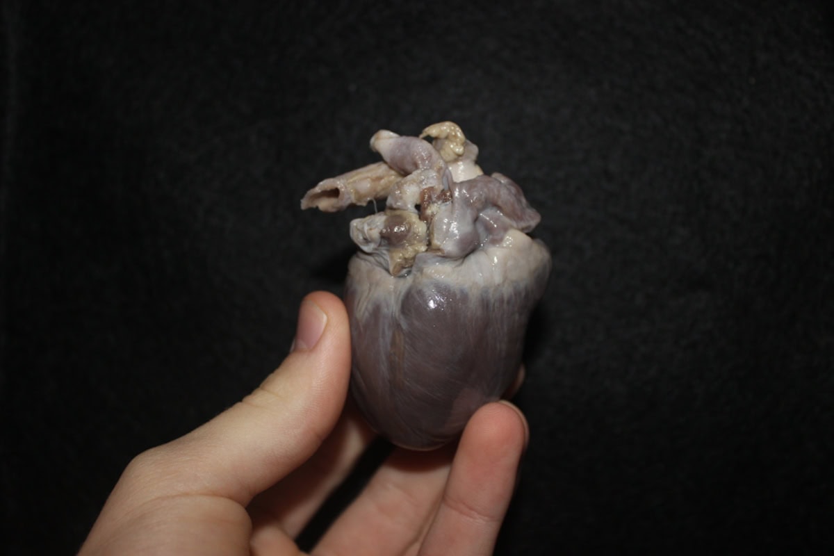 Preserved heart