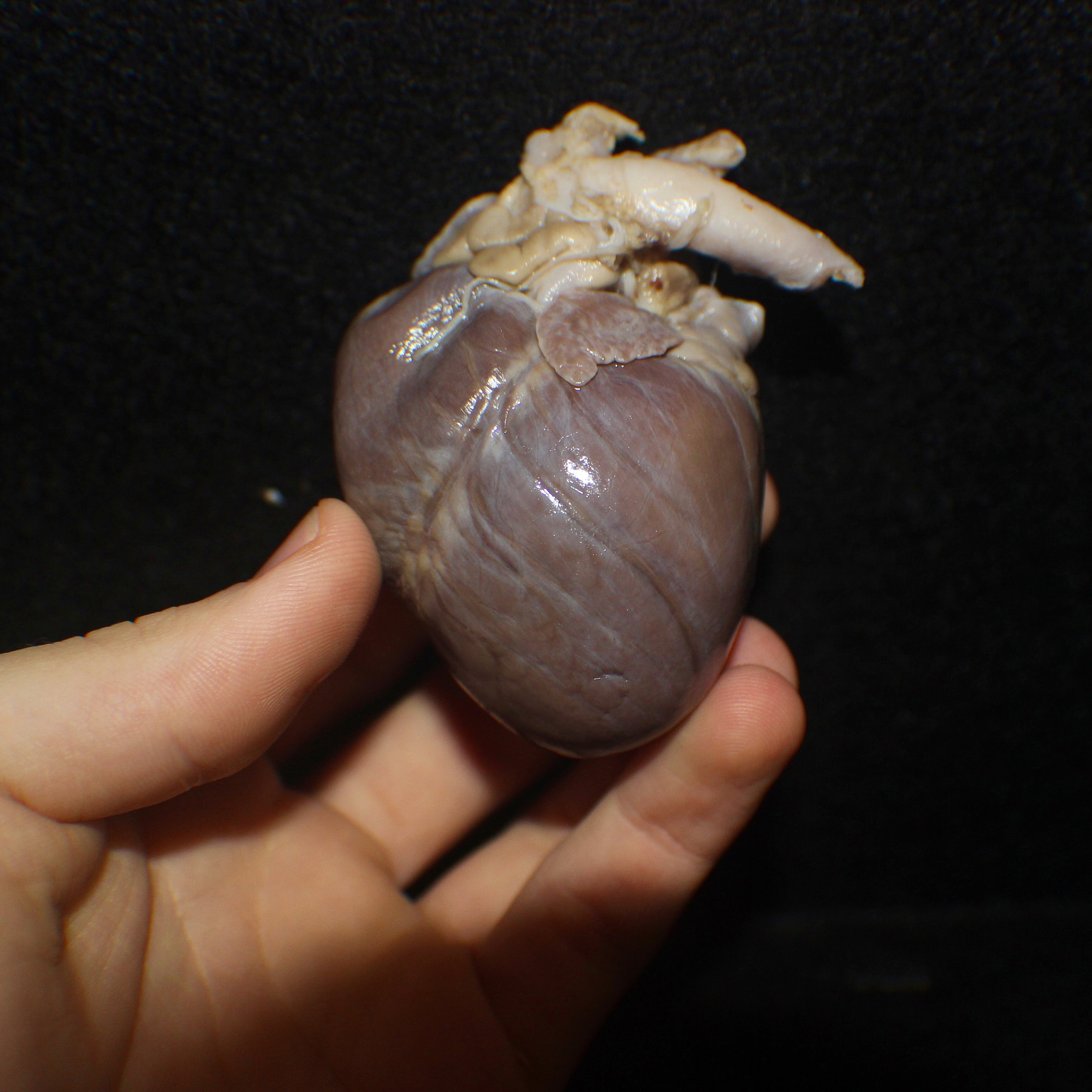 Preserved heart