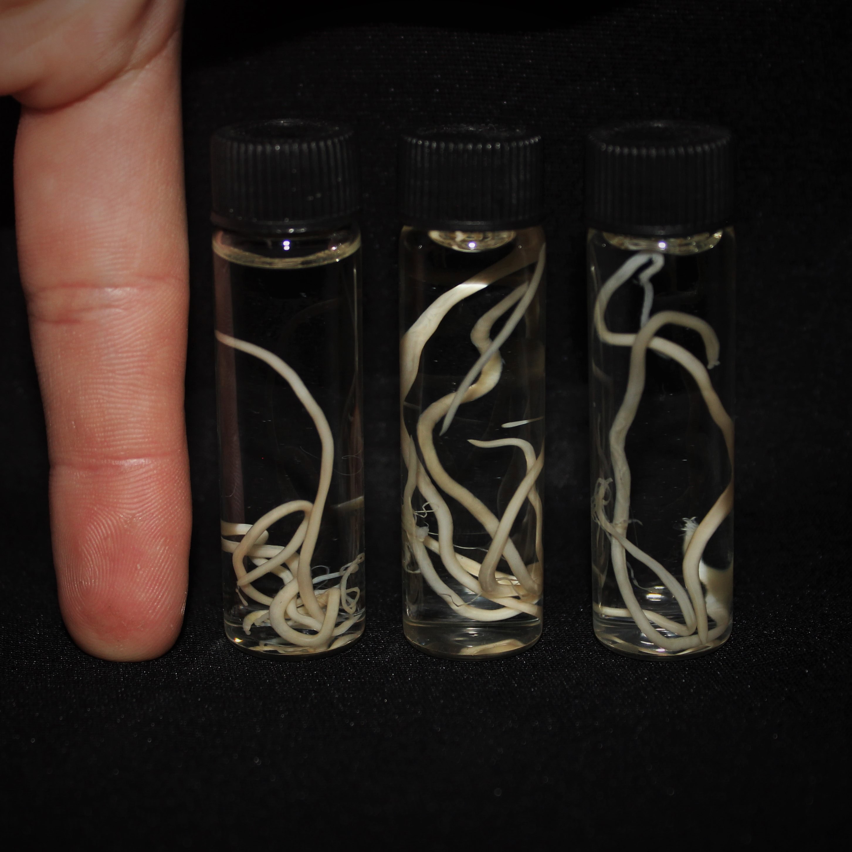 Vial of Parasites - Image 2