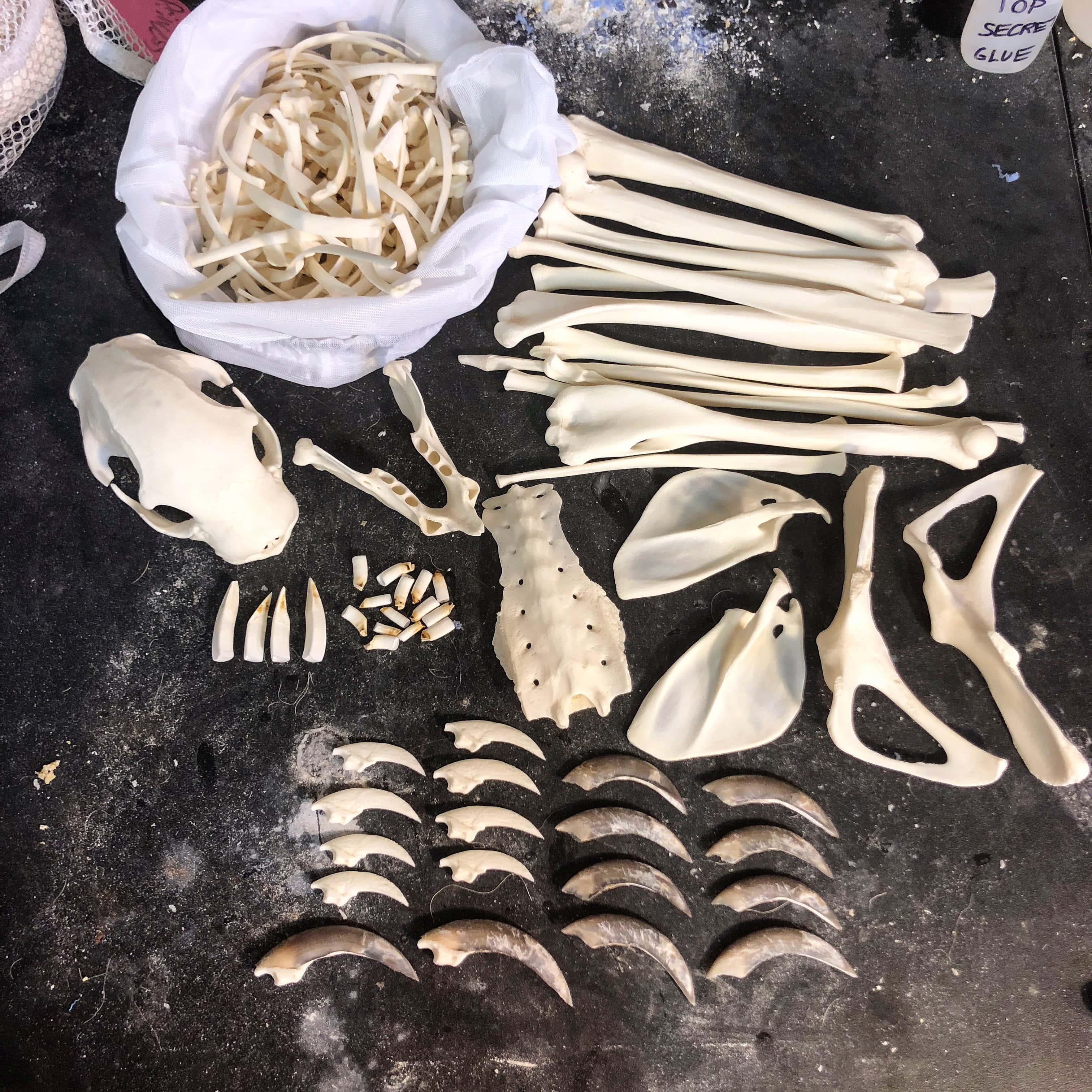 Headless Two-Toed Sloth Skeleton