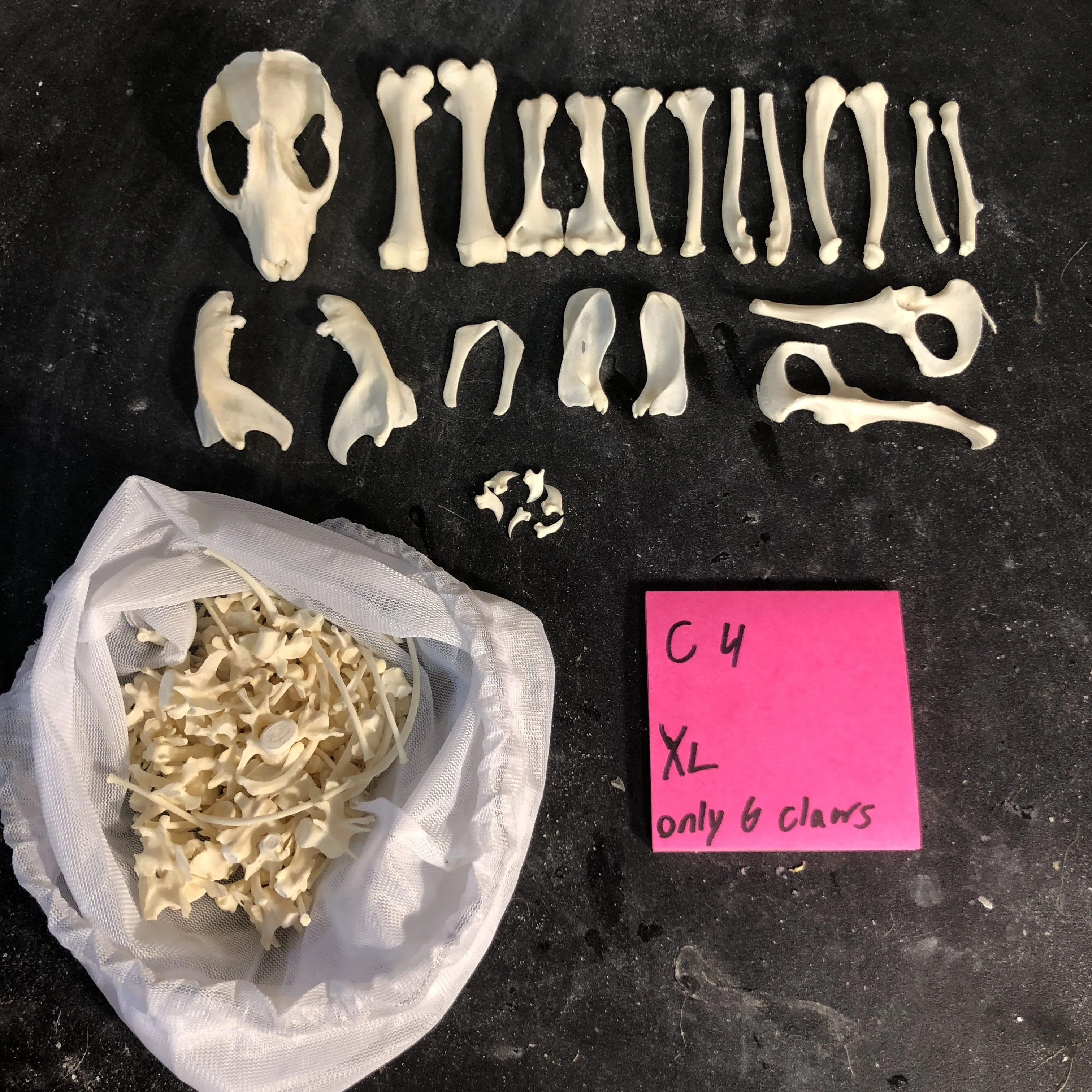Grey Cuscus Skeleton