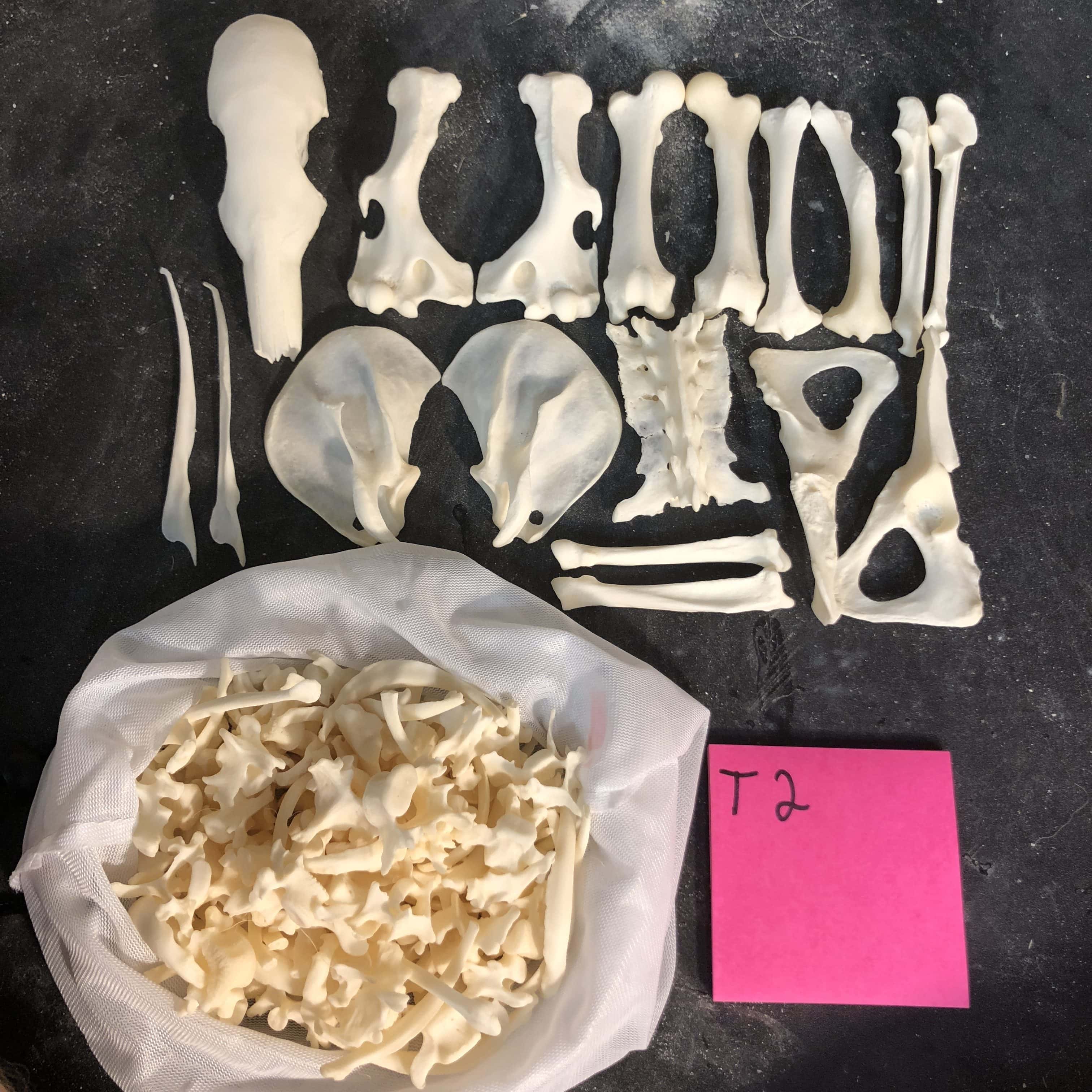 Tamandua Skeleton