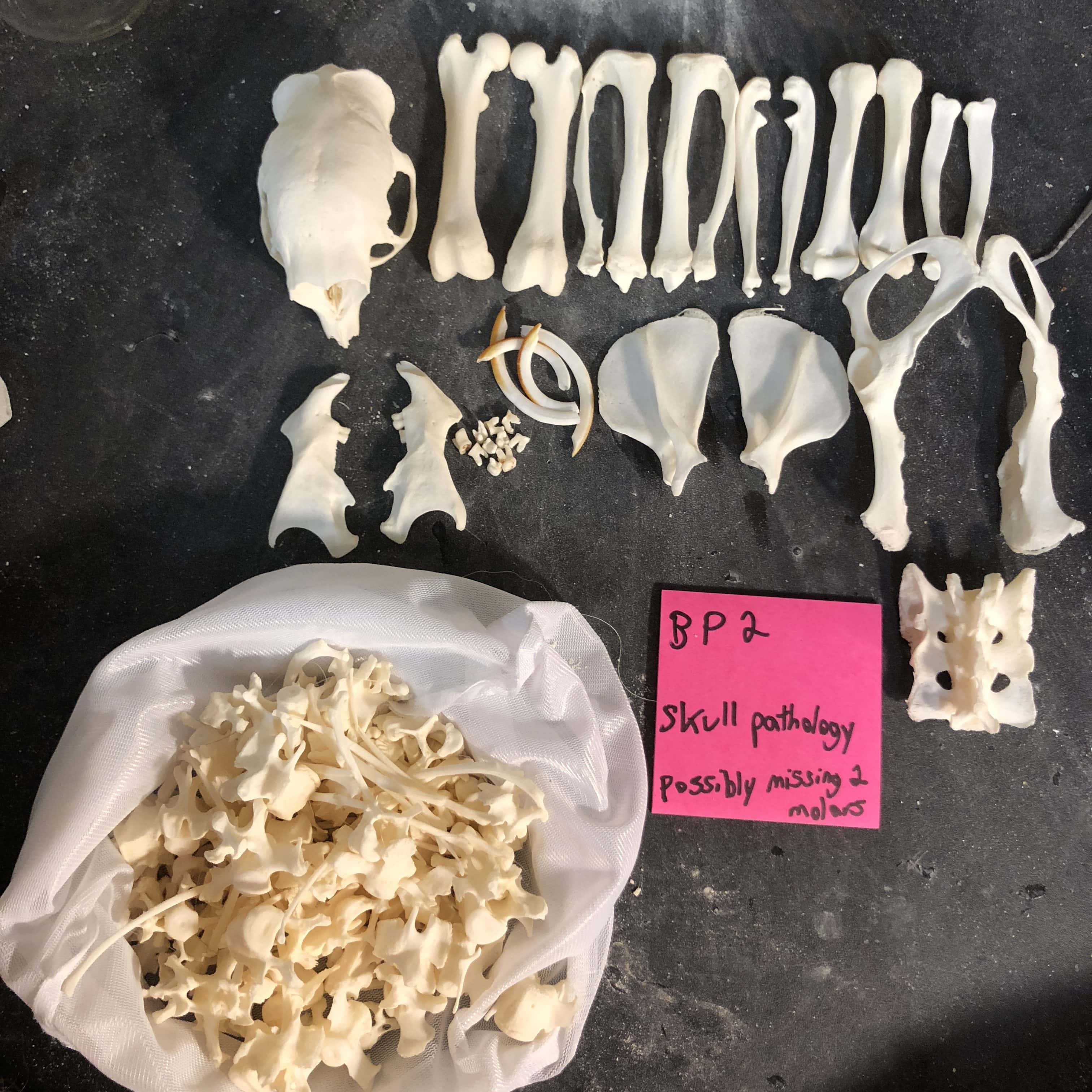 Brazilian Porcupine Skeleton