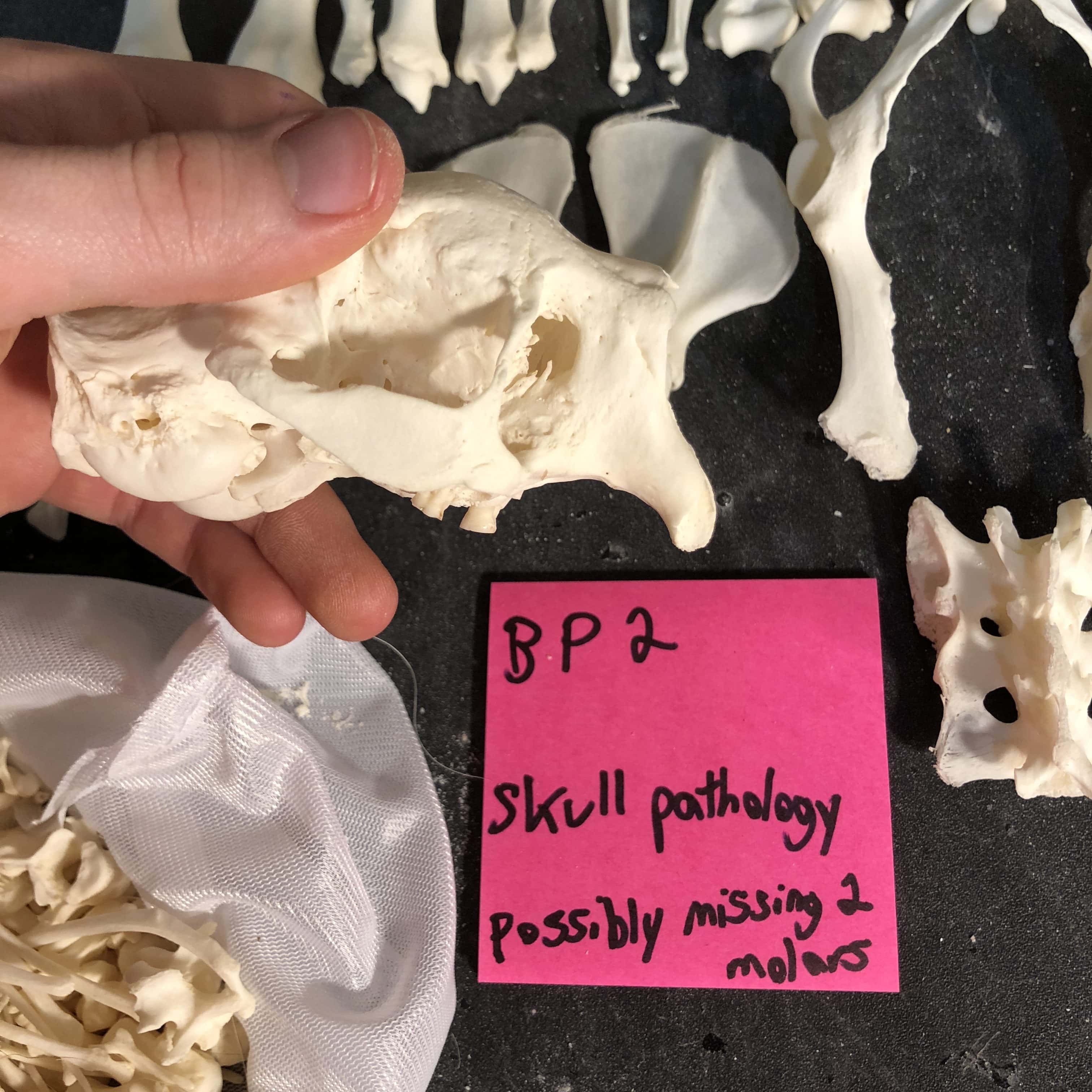 Brazilian Porcupine Skeleton - Image 2
