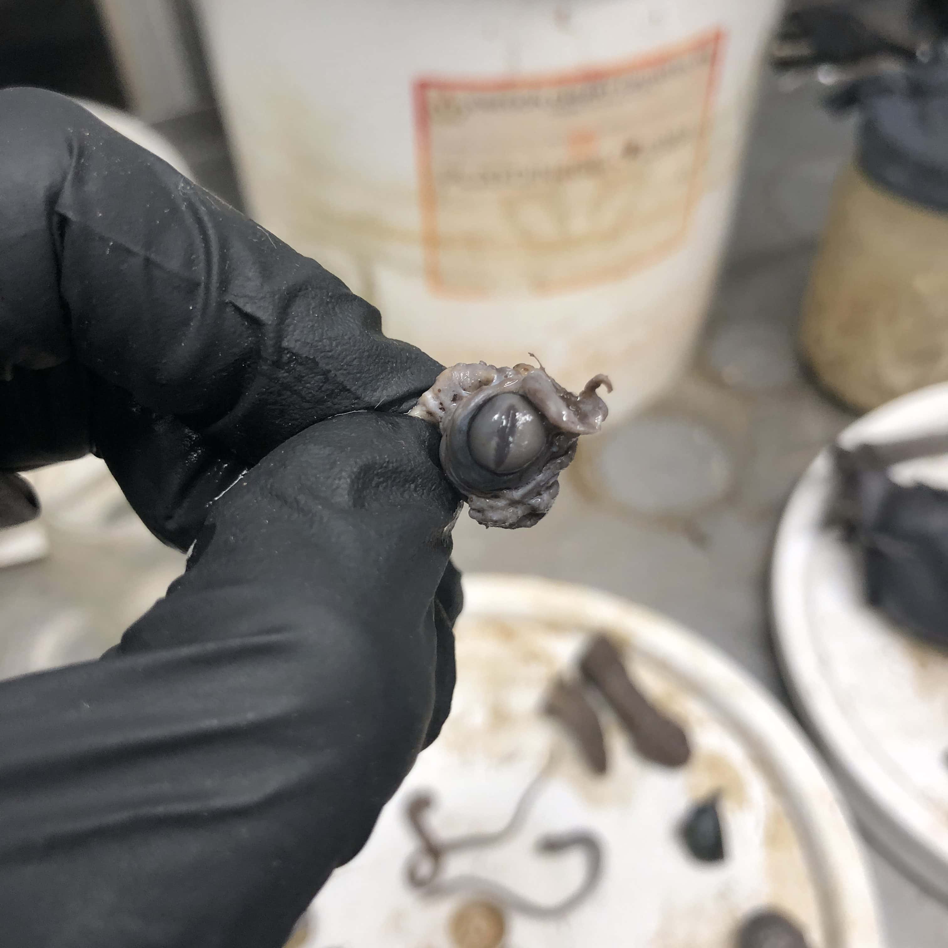 Preserved Eyeball - Image 3