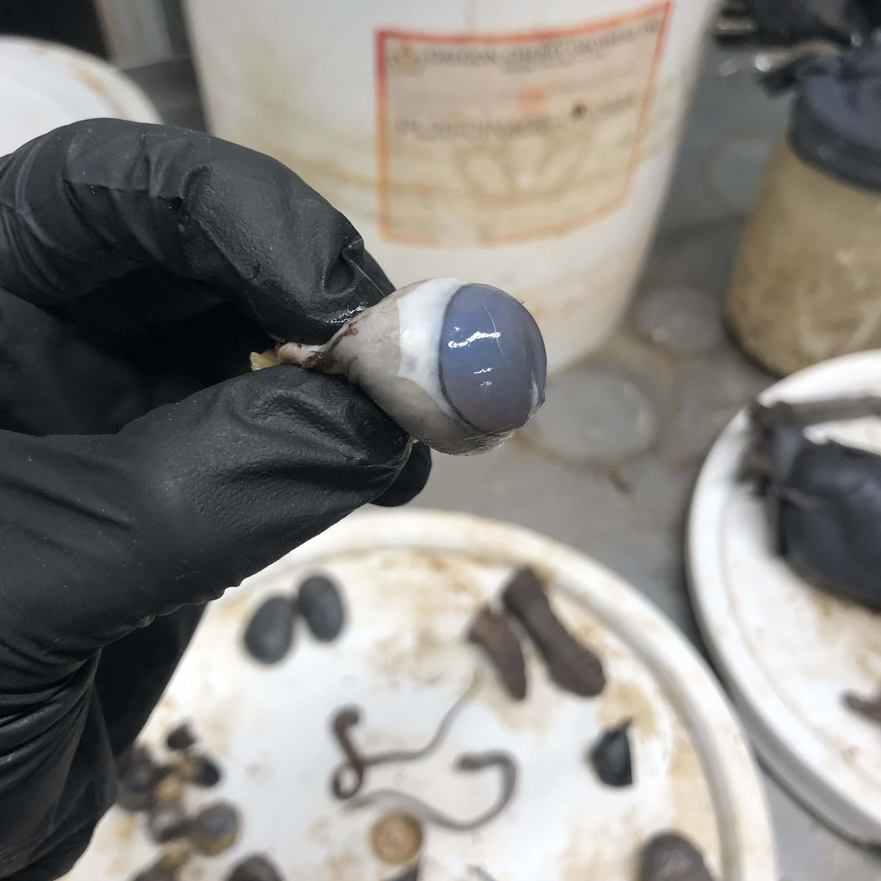 Preserved Eyeball - Image 2