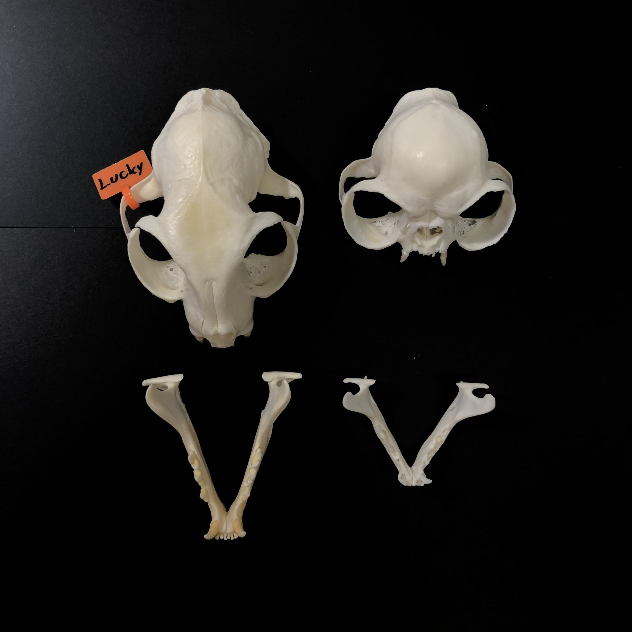 persian cat skull