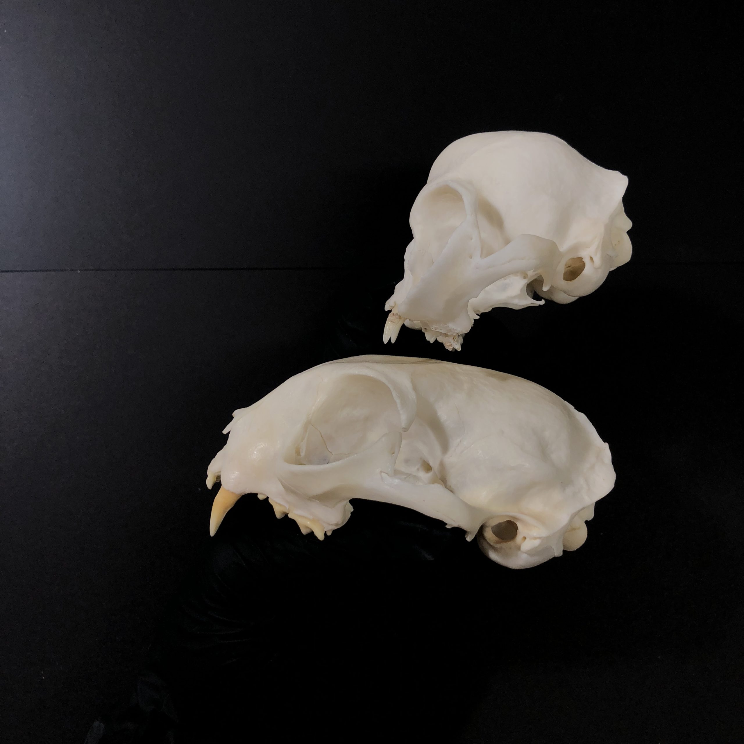 persian cat skull