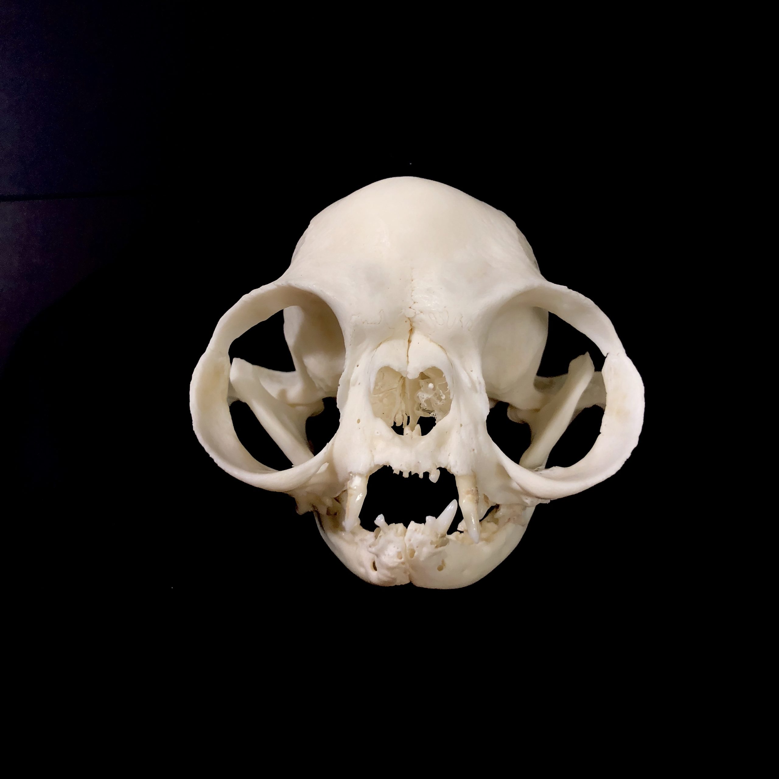 persian cat skull