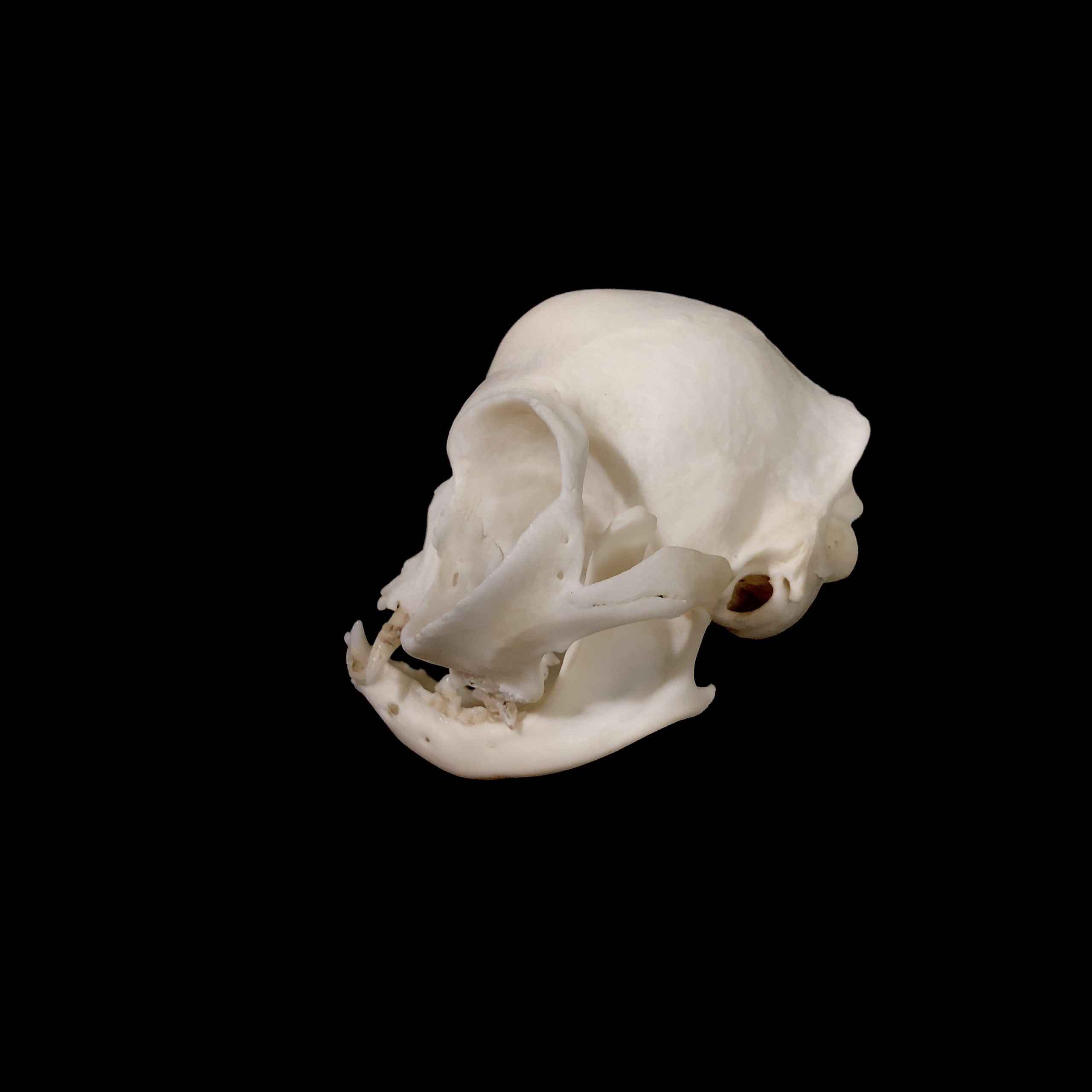 persian cat skull