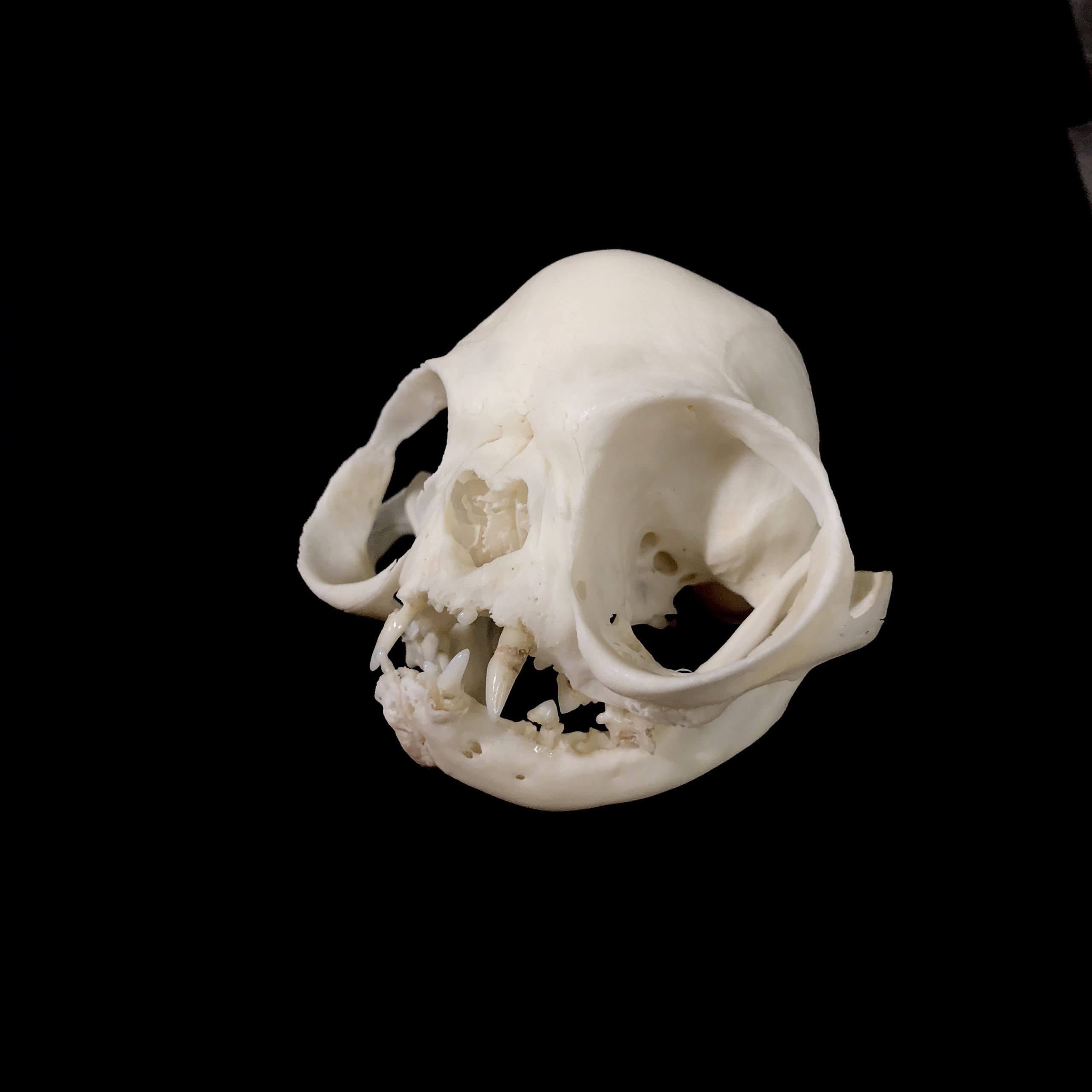 persian cat skull