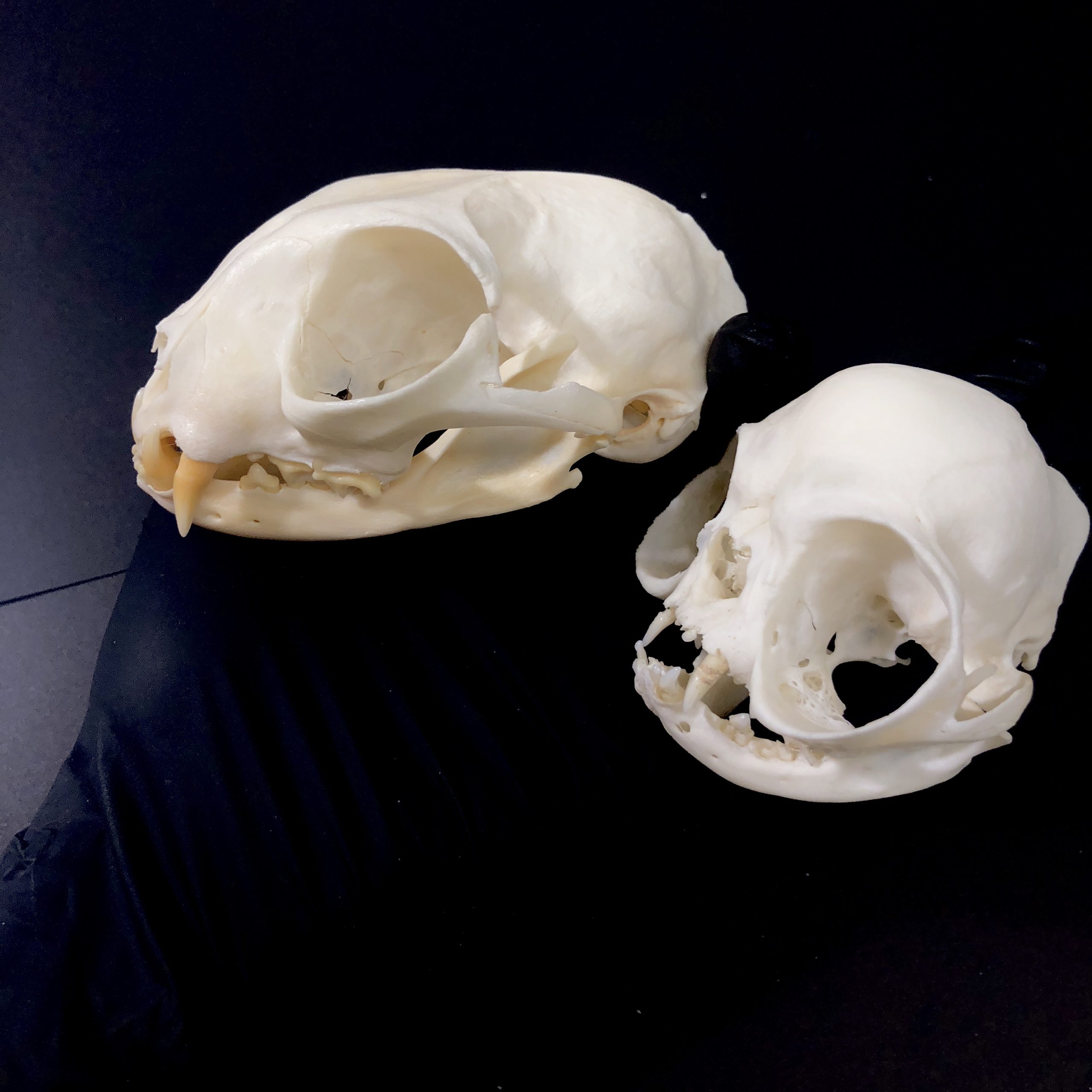 persian cat skull