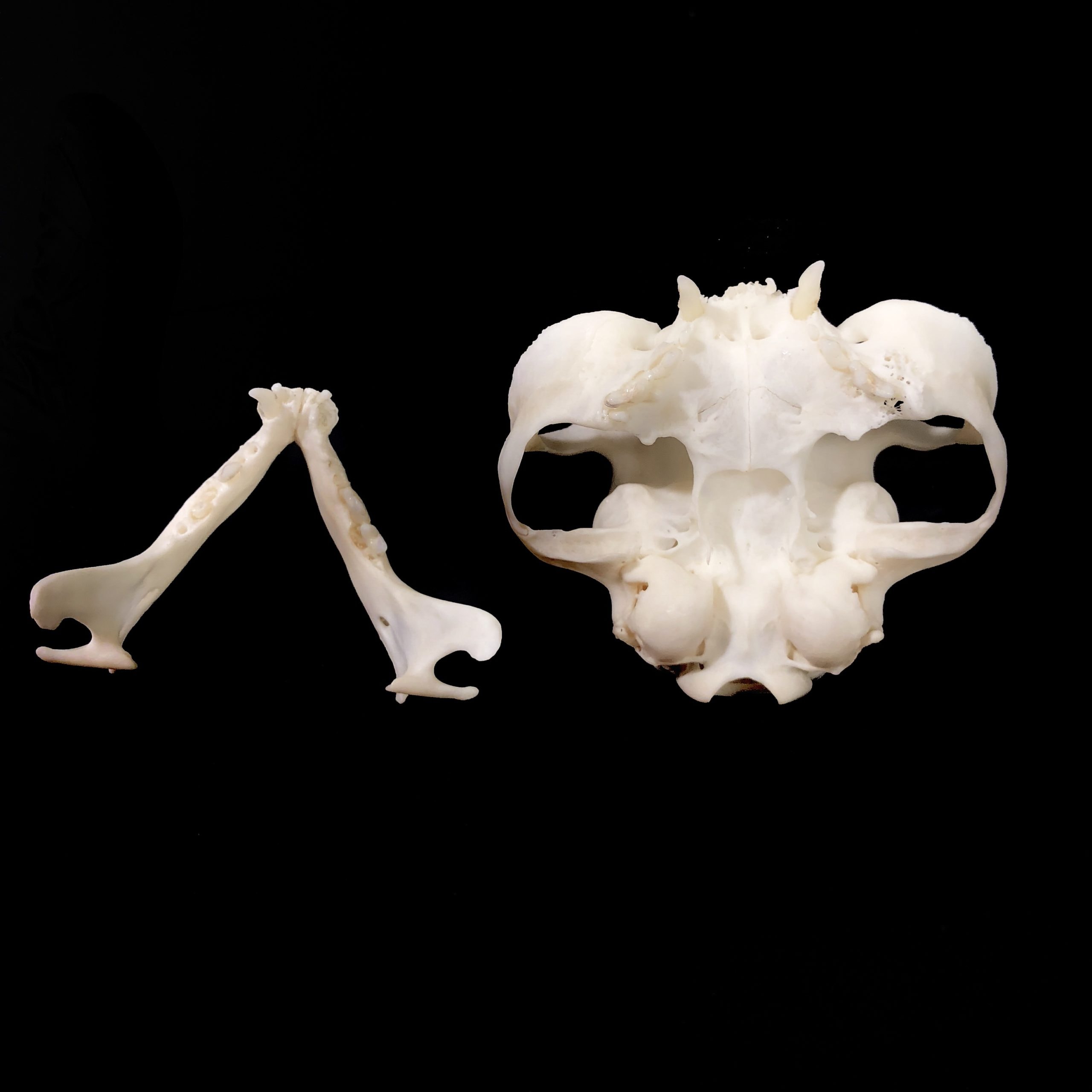 persian cat skull