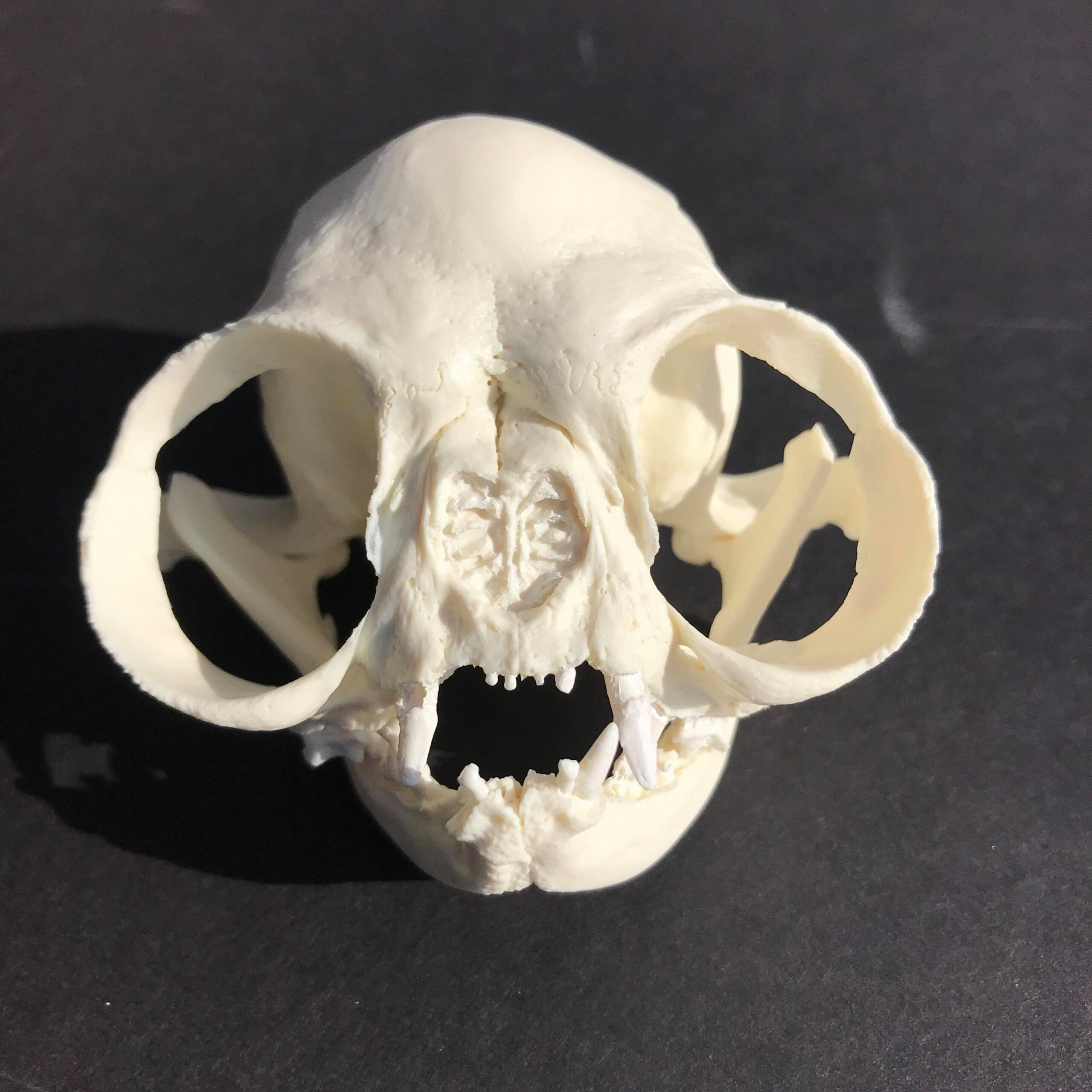 persian cat skull
