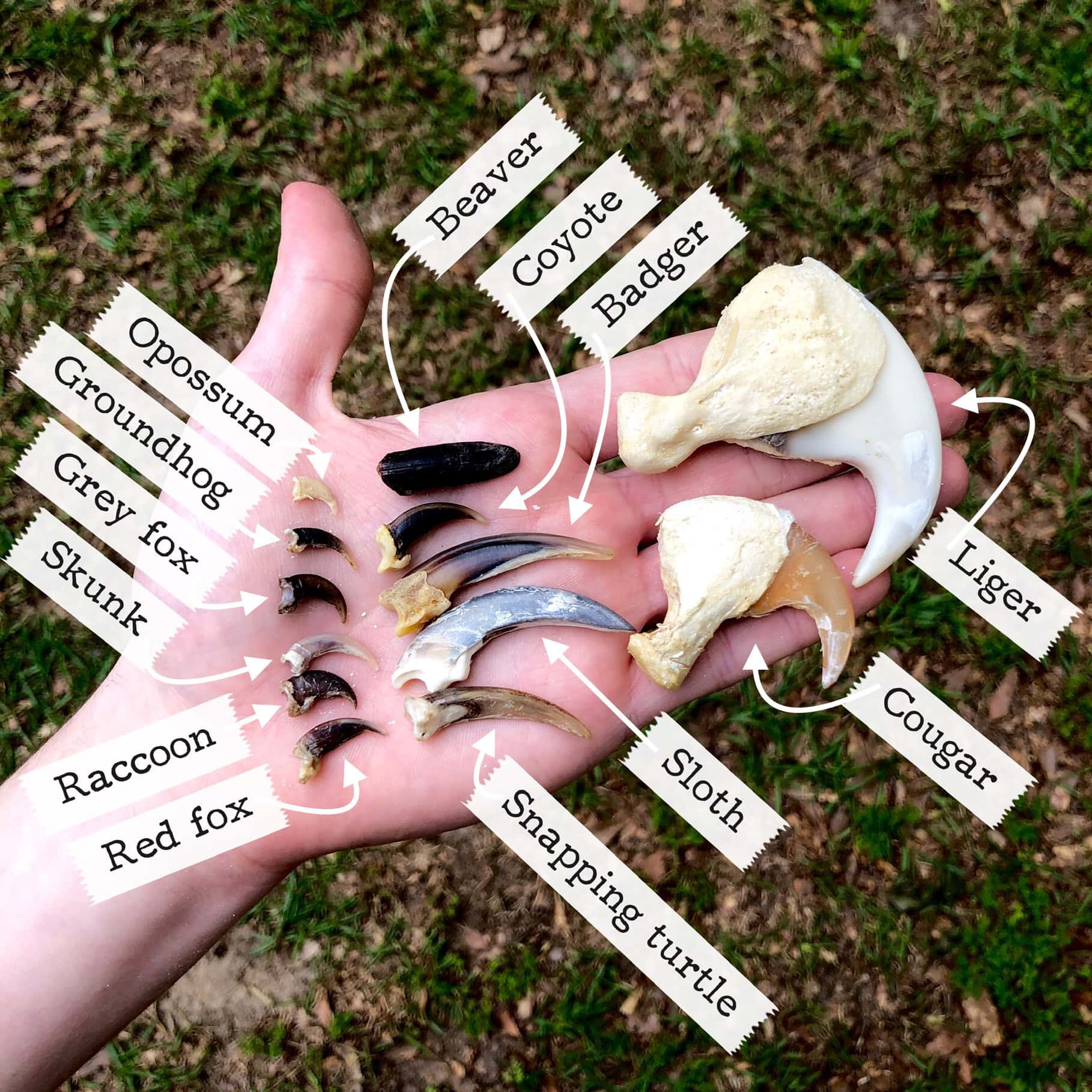 comparison of animal claws