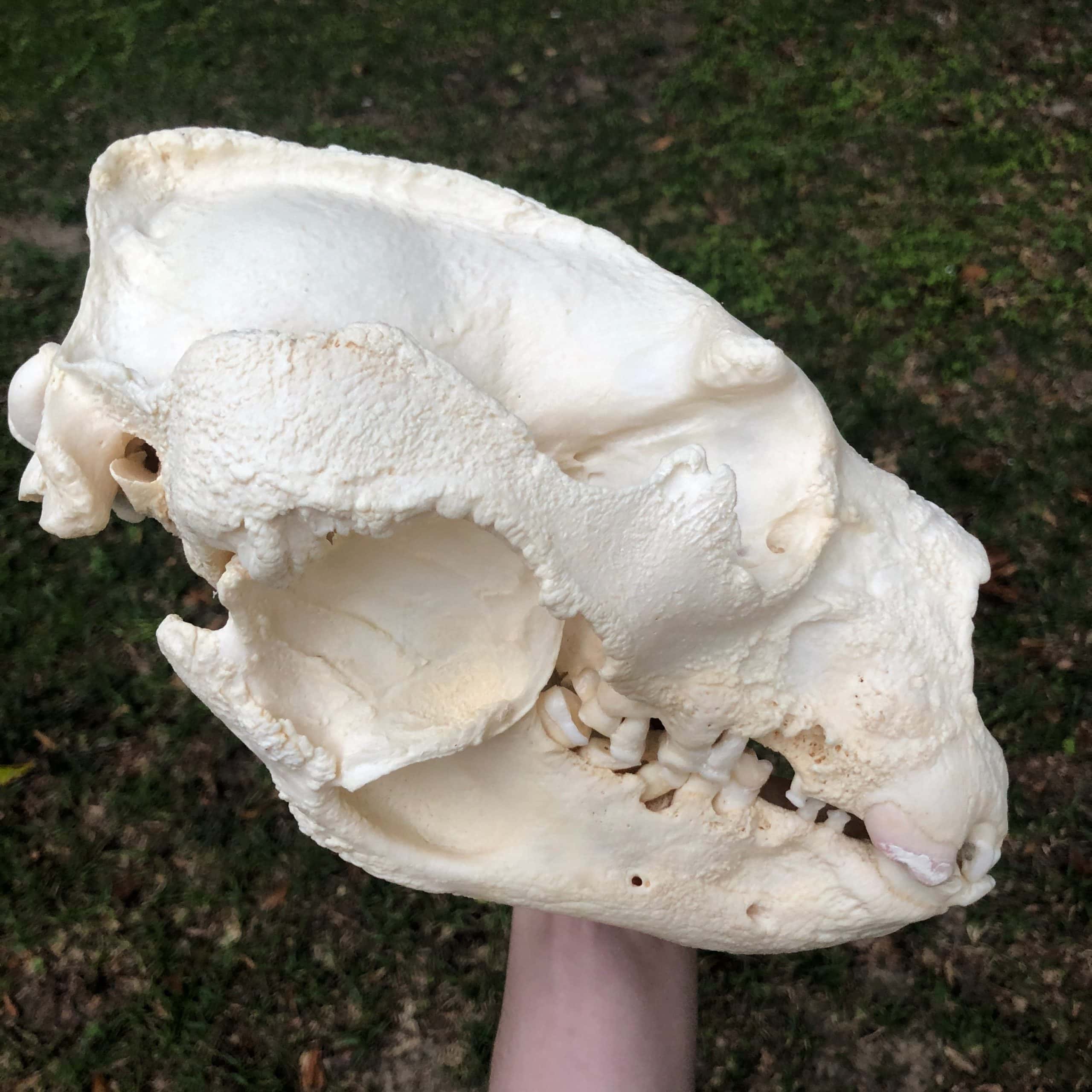 spectacled bear skull