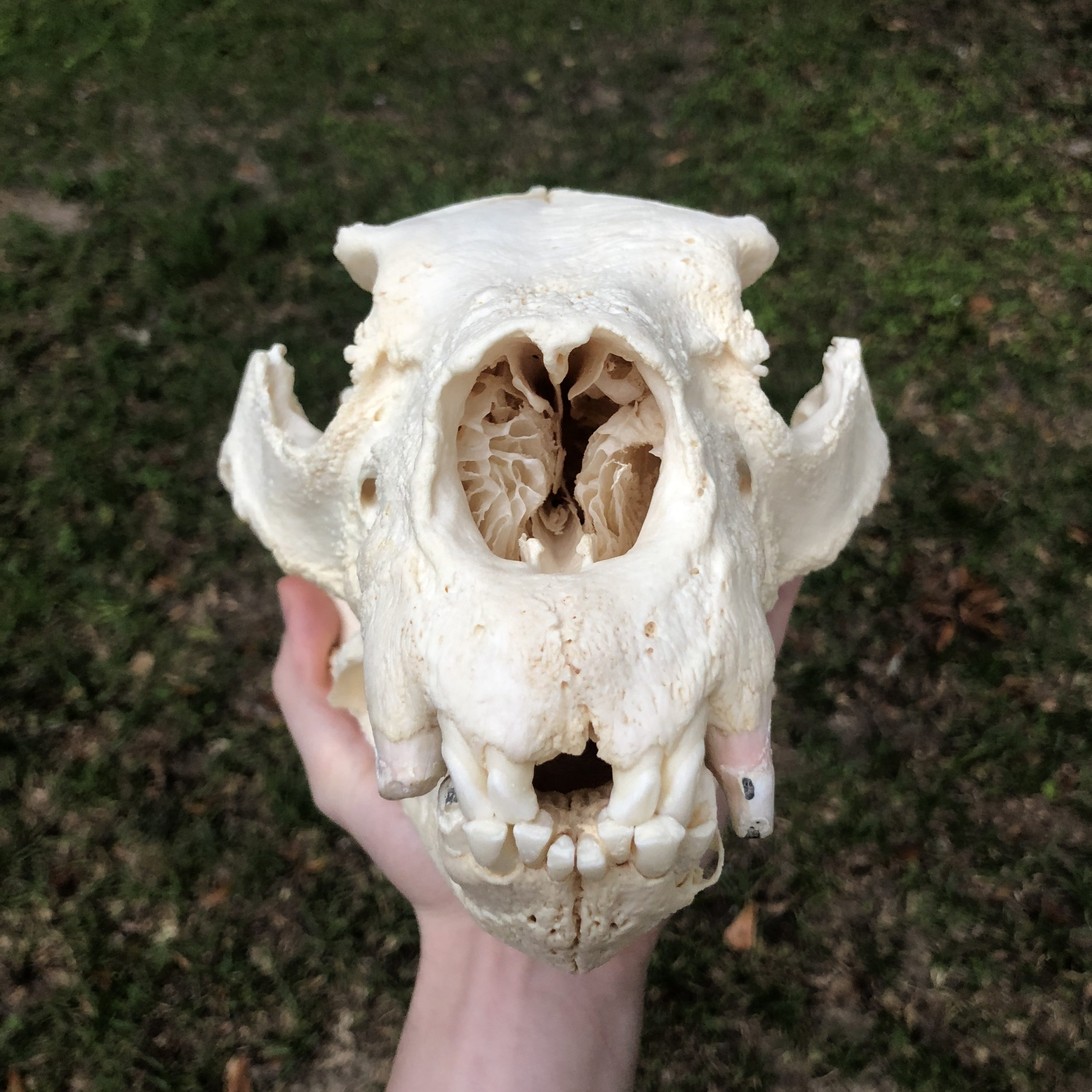 spectacled bear skull