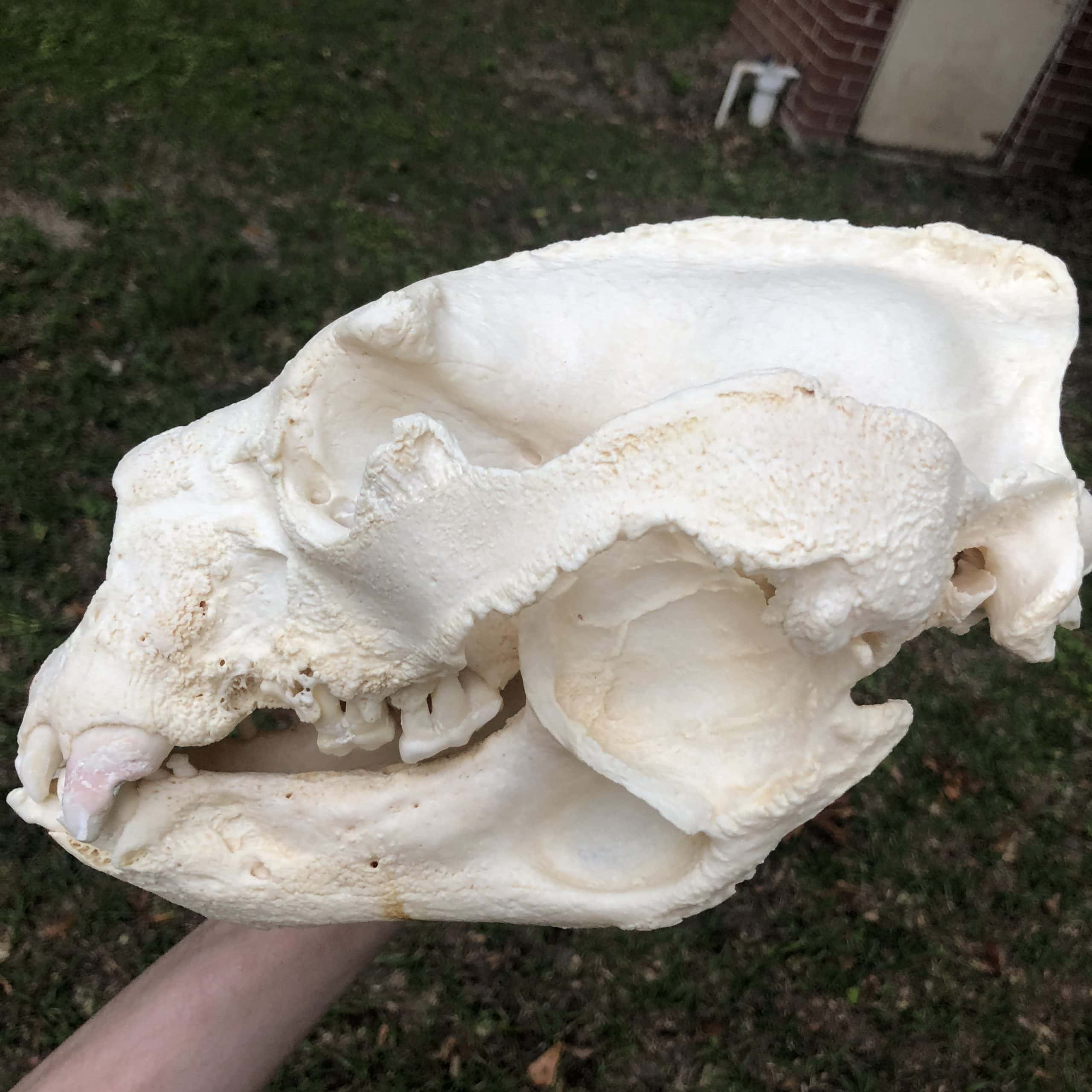 spectacled bear skull