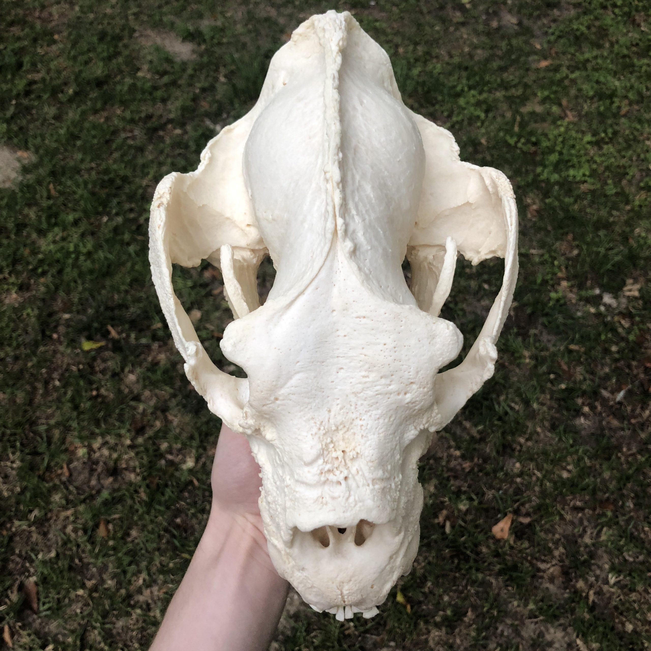 spectacled bear skull